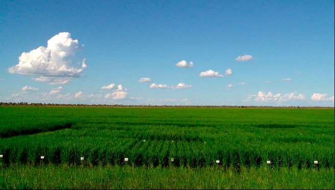 El comprador tuvo como asesores a Marval O´Farrell Mairal en Argentina /Tomado de la web de Adecoagro