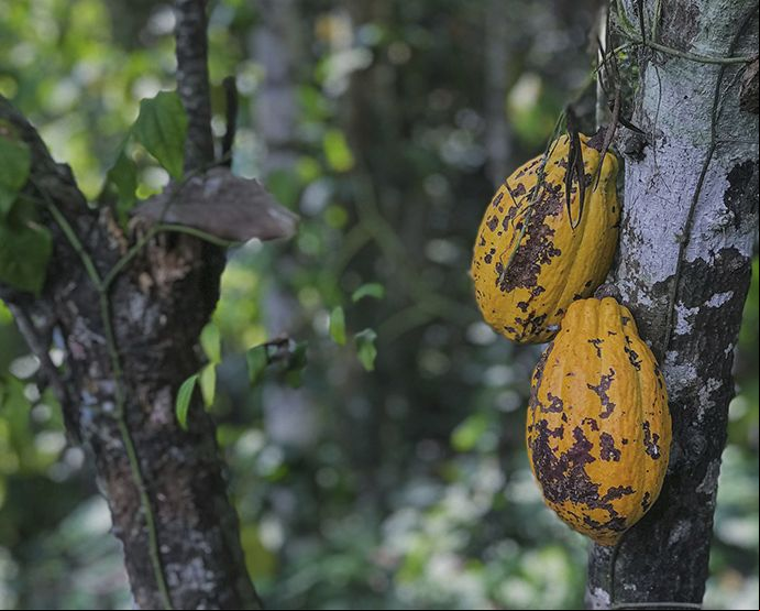 América Latina tiene potencial para elevar la producción de cacao de calidad./Foto Kyle Hinkson - Unsplash.