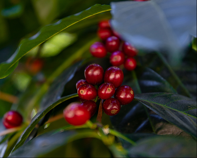 Los caficultores panameños se han especializado en la variedad geisha./ Tomada de web de SCAP.