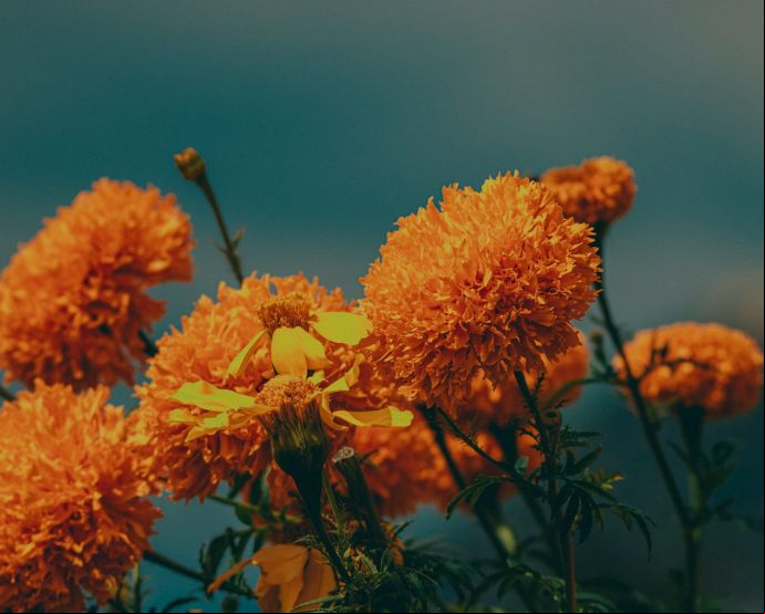 Determinar quién tiene derechos sobre los recursos genéticos es complejo / Unsplash, Roger Ce.