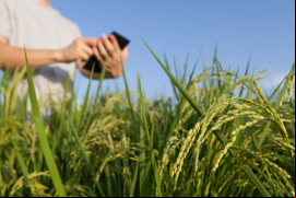 La agricultura de precisión, como se conoce al rubro del análisis de datos que contribuye al conocimiento de las condiciones ideales para el cultivo agrícola, hace que las empresas sean más susceptibles a las fugas de datos / Canva.