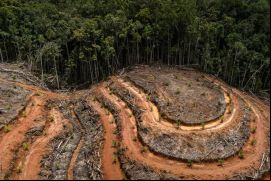 Europa es responsable por la destrucción de 16 % de los bosques tropicales. Foto: tomada de web Greenpace.  