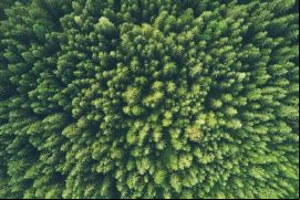 Algunas empresas brasileñas desempeñan un papel activo en la conservación de la Amazonía, contribuyendo a la preservación de millones de hectáreas de bosque./ Unsplash - John O'Nolan.