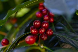 Los caficultores panameños se han especializado en la variedad geisha./ Tomada de web de SCAP.