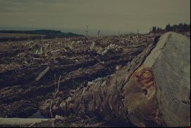 Aunque la tasa de incendios en Brasil se ha elevado 85 % este año, el gobierno dice que la deforestación en la Amazonía cayó 30 %./ Pixabay - DaveMeier.