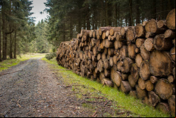 Demarest asesora a agrícola Teak en la firma de contratos madereros / Fotolia