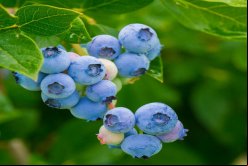 Hortifrut adquirió el negocio de producción y comercialización de arándanos de la familia Quevedo / Fotolia
