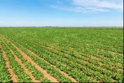 Bioceres provee soluciones en todos los ciclos de cultivo / Bigstock