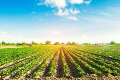 Belagrícola provee soluciones a más de 8.500 productores rurales en los estados de Paraná, São Paulo y Santa Catarina / Bigstock