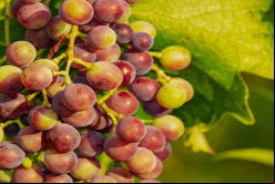 Viñedos vendidos por Pernod Ricard están ubicados en las provincias de San Juan y Mendoza / Pixabay 