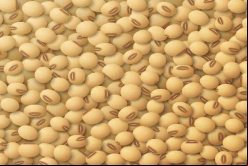 SLC Agricola es uno de los mayores productores de soya del mundo / Bigstock