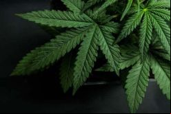 Landsteiner desarrolla, produce y comercializa medicamentos para tratar distintas afecciones de salud / Fotolia