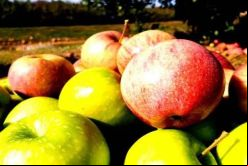Agroretail, fundada en 2009, provee frutas naturales y frescas al sector retail / UnsplashLa compañía de seguros Grandview Brokerage, establecida en Estados Unidos, adquirió 50 % de las acciones de Agroretail, proveedora peruana de frutas frescas al sector de retail. Los términos financieros del acuerdo no fueron revelados.  Cuatrecasas - Perú asesoró a la compradora en la debida diligencia de la empresa objetivo y en la negociación de los acuerdos de compra de acciones y de accionistas.  Muñiz, Olaya, Melé