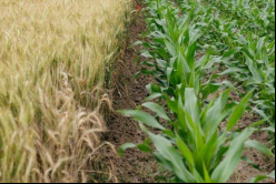Rovensa provee soluciones para la nutrición, biocontrol y protección de cultivos agrícolas / Unsplash