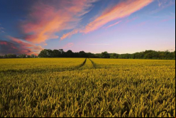 Desde 1996 Boa Vista Agropecuária atiende a productores de la región centro-sur del estado de Mato Grosso do Sul / Pixabay