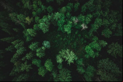 El valor generado por el mercado de créditos de carbono en Brasil movió 25 millones de dólares en 2021 / Unsplash, Ben den Engelsen.