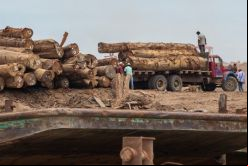 El 94,6% de los bosques peruanos está en riesgo de perder su valor, al igual que la biodiversidad que habita en ellos. / Foto: Leonardo Fernandez, Getty Images.