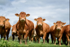 Se establece en Paraguay fideicomiso ganadero con asesoría de Berkemeyer
