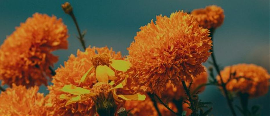 Determinar quién tiene derechos sobre los recursos genéticos es complejo / Unsplash, Roger Ce.